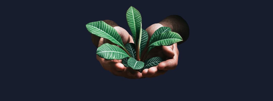 Two hands carrying a plant